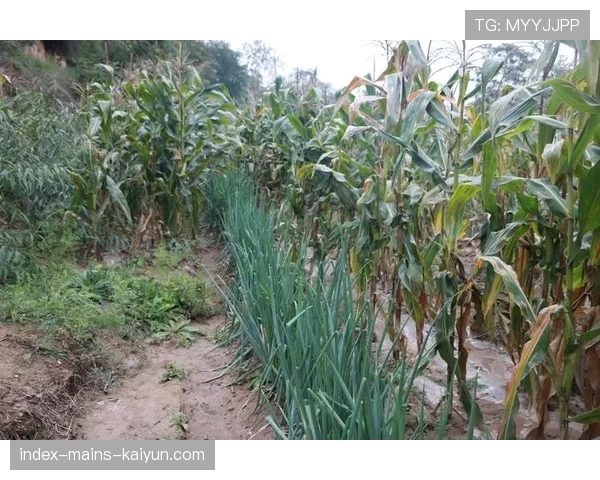 菜地球场:不平整带来的随机性乐趣,播放菜地 菜地球场:不平整带来的随机性乐趣,播放菜地